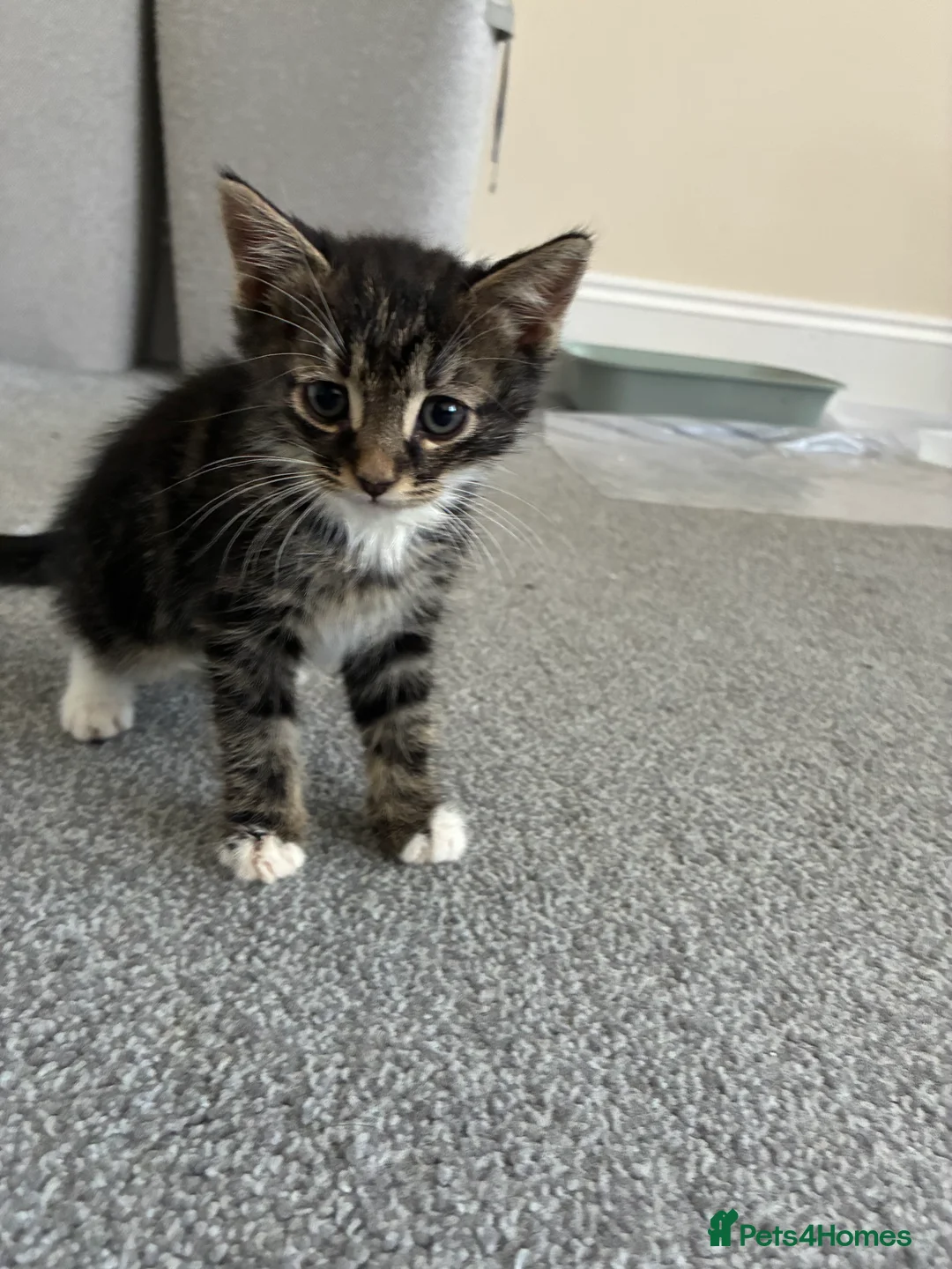 Norwegian Forest Cat cats for sale: Mixed breed kittens - Advert 15