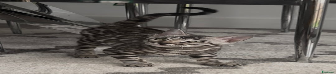 Silver male - 29/05/25