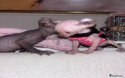 Sphynx cats for sale: Half Elf sphynx  - Image 5