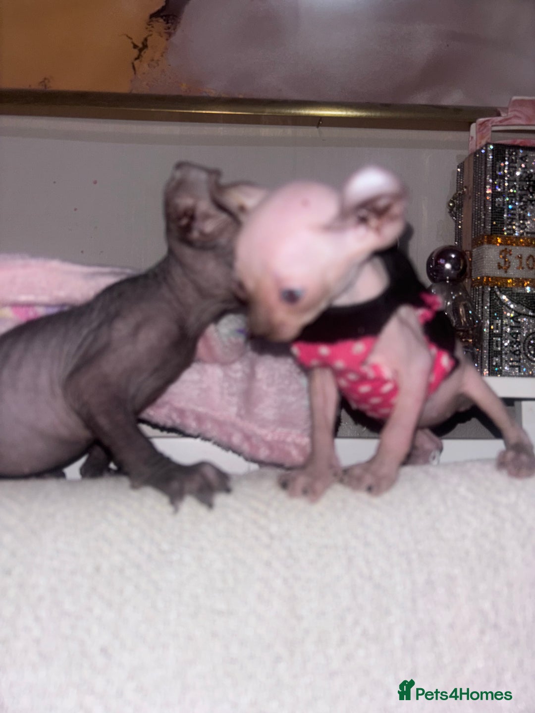 Sphynx cats for sale: Half Elf sphynx  - Image 5