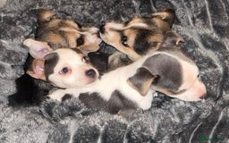 Jack Russell dogs for sale: Miniature jack Russell  - Advert 9