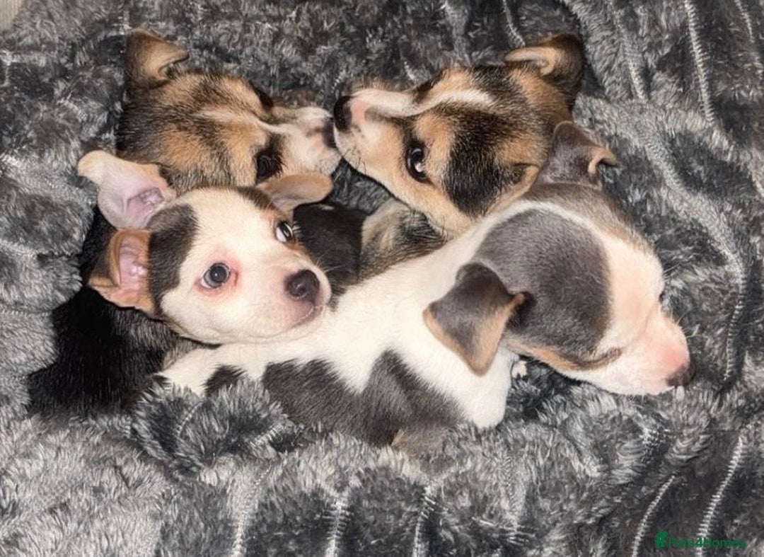 Jack Russell dogs for sale: Miniature jack Russell  - Advert 9