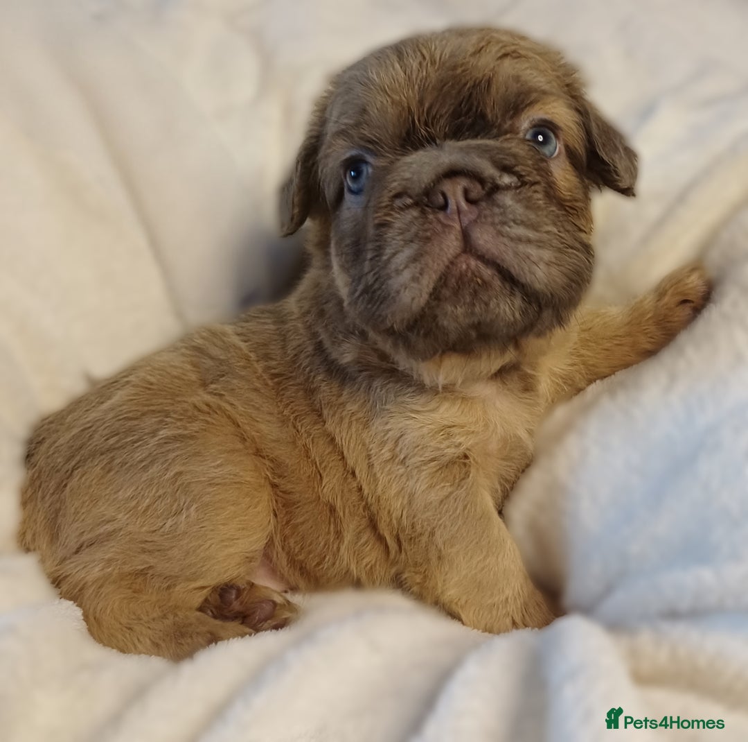 French Bulldog dogs for sale: Adorable fluffy frenchies ready for loving homes - Advert 9