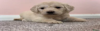 Mini Goldendoodle 10