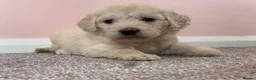 Mini Goldendoodle dogs for sale: 10 lovely little bundles of joy - Advert 5