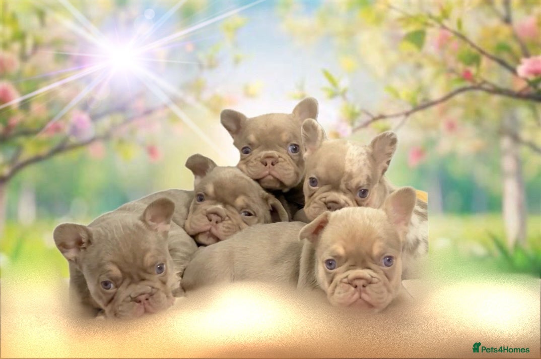 French Bulldog dogs Kc registered new shade french bulldog puppies  - Advert 1