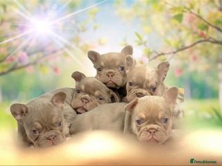 French Bulldog dogs Kc registered new shade french bulldog puppies - Advert 1
