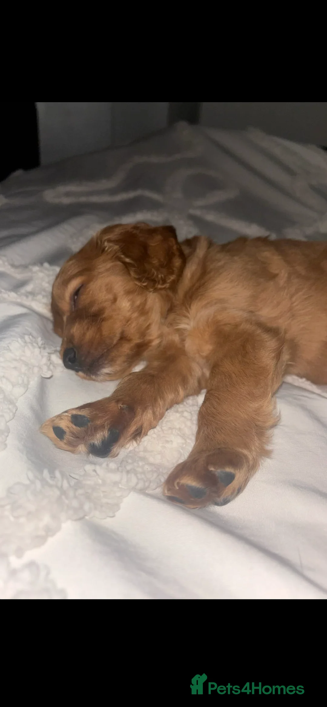 Cockapoo dogs for sale: female cockapoo  - Advert 4