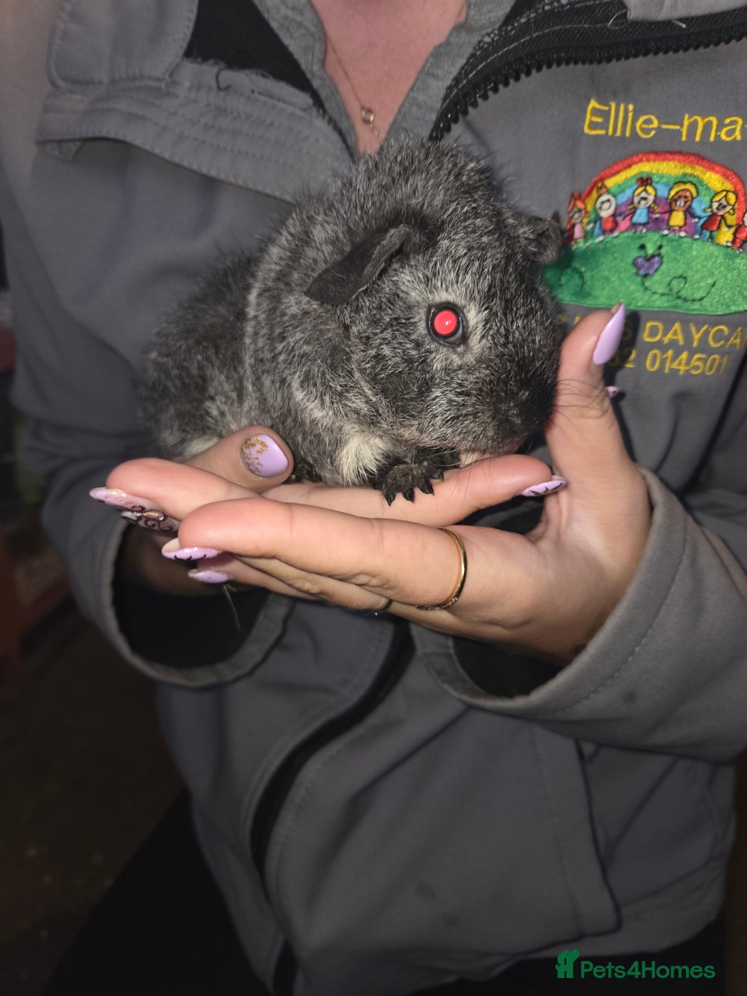 Guinea Pig rodents for sale: Baby guinea pigs - Advert 7