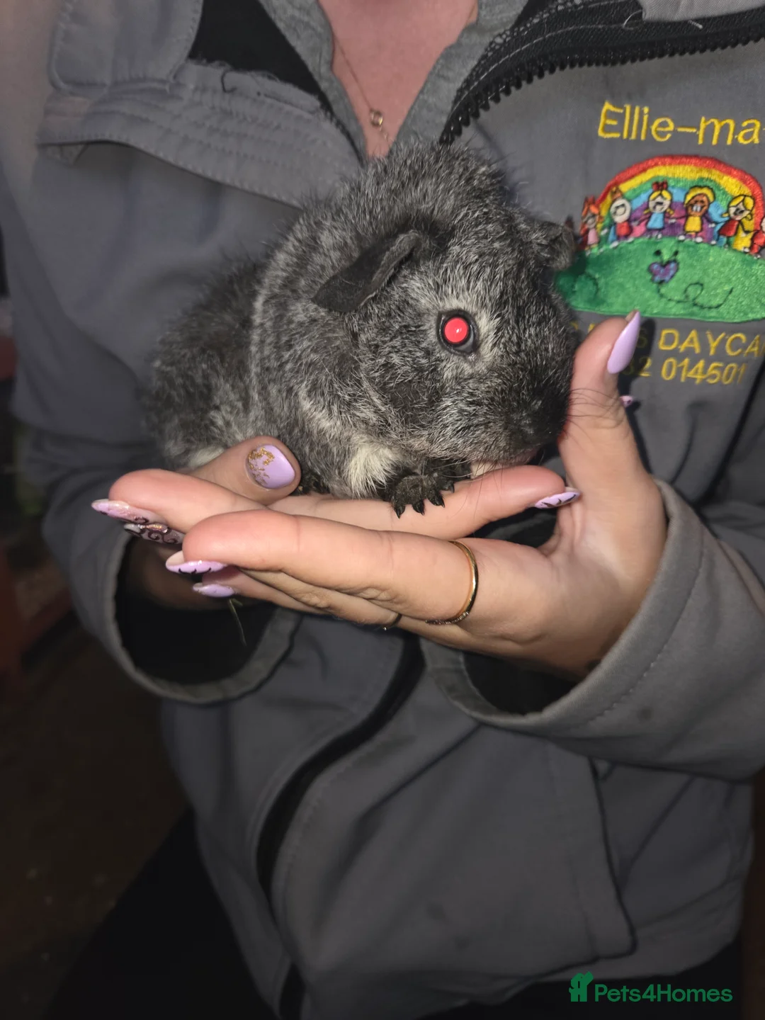 Guinea Pig rodents for sale: Baby guinea pigs - Advert 7