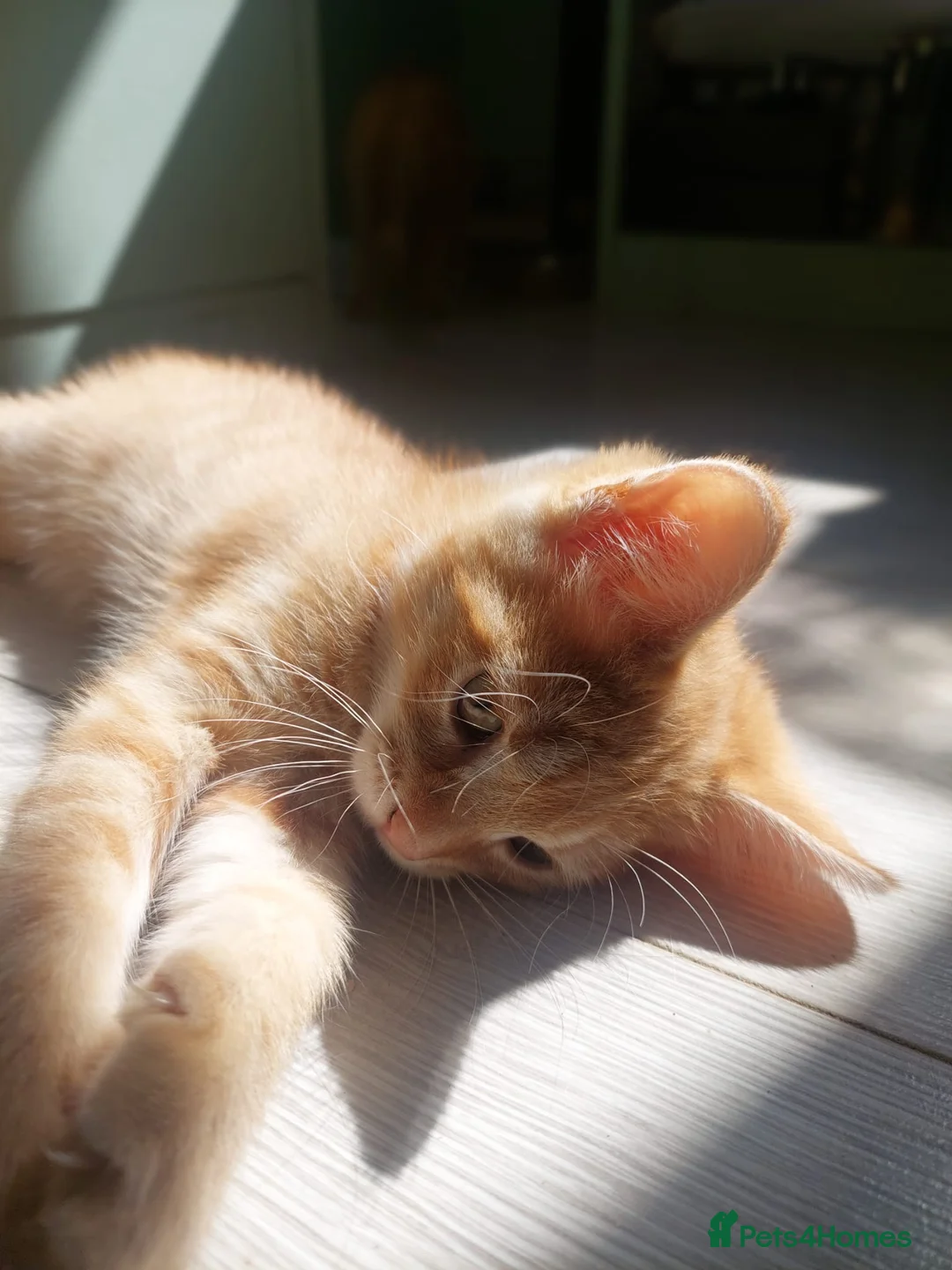 Mixed Breed cats for sale: Rare Female Ginger Kitten - Advert 1