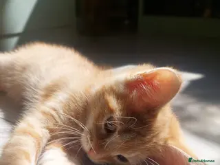 Mixed Breed cats Rare Female Ginger Kitten - Advert 1