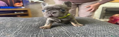 French Bulldog 3