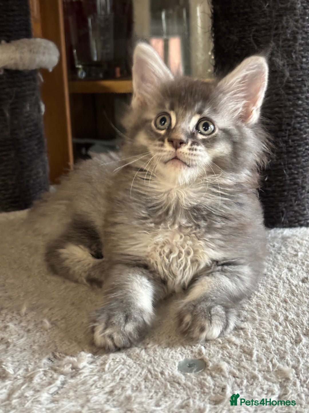 Maine Coon cats for sale: Maine Coon kittens polydactyl/non polydactyl  - Advert 15