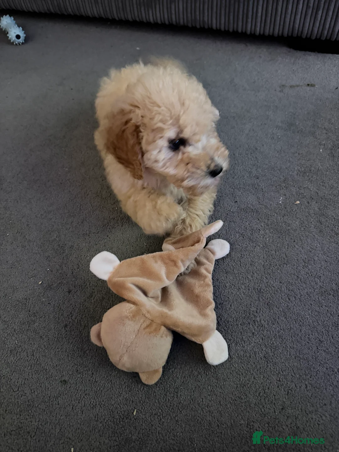 Miniature Poodle dogs for sale: Toy poodle  - Advert 3