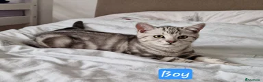 British Shorthair 1