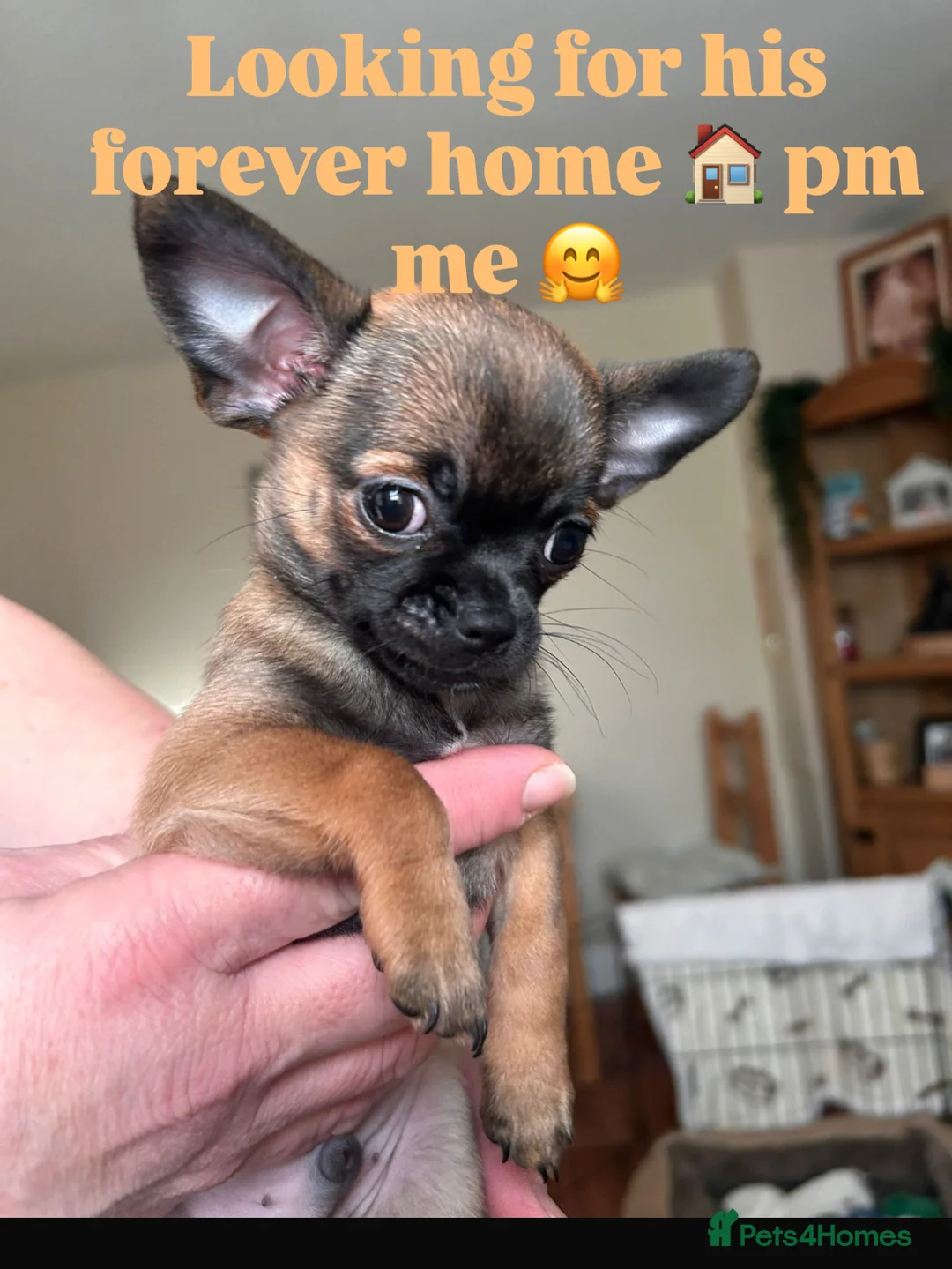 Chihuahua dogs for sale: Boy chihuahua smooth coat  - Advert 8