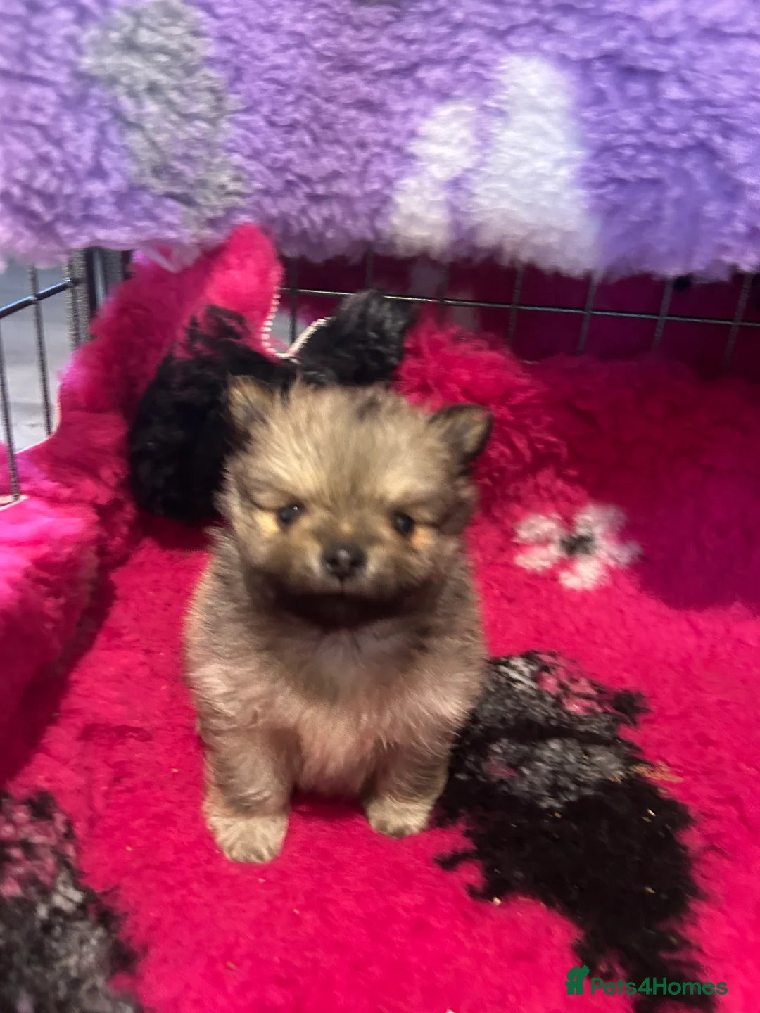 Pomeranian dogs for sale: Kc reg stunning pomeranian puppies  - Advert 19