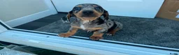 Miniature Dachshund dogs for sale: 5 Mini Dachshund Puppies  - Advert 9