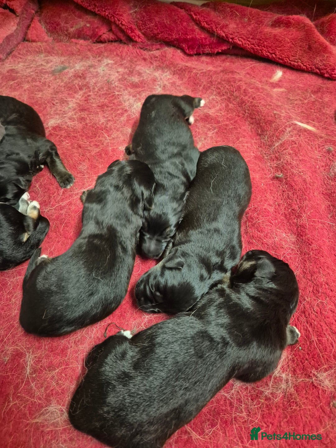 German Shepherd dogs for sale: German shepard puppies - Image 2