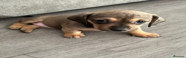 Dachshund 5