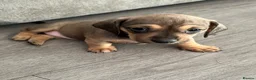 Dachshund dogs for sale: Beautiful miniture dachshund puppies  - Advert 21