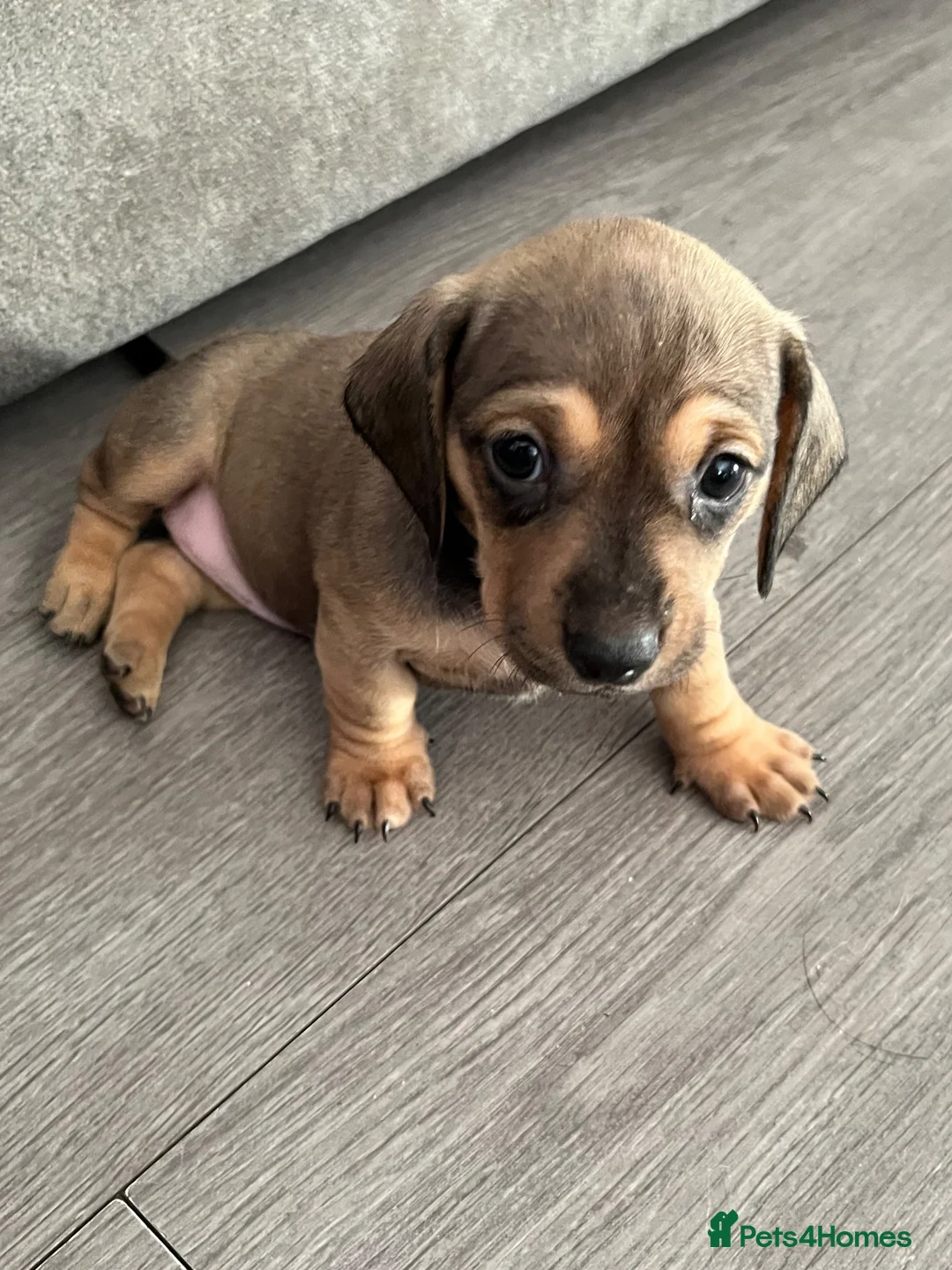 Dachshund dogs for sale: Beautiful miniture dachshund puppies  - Advert 21