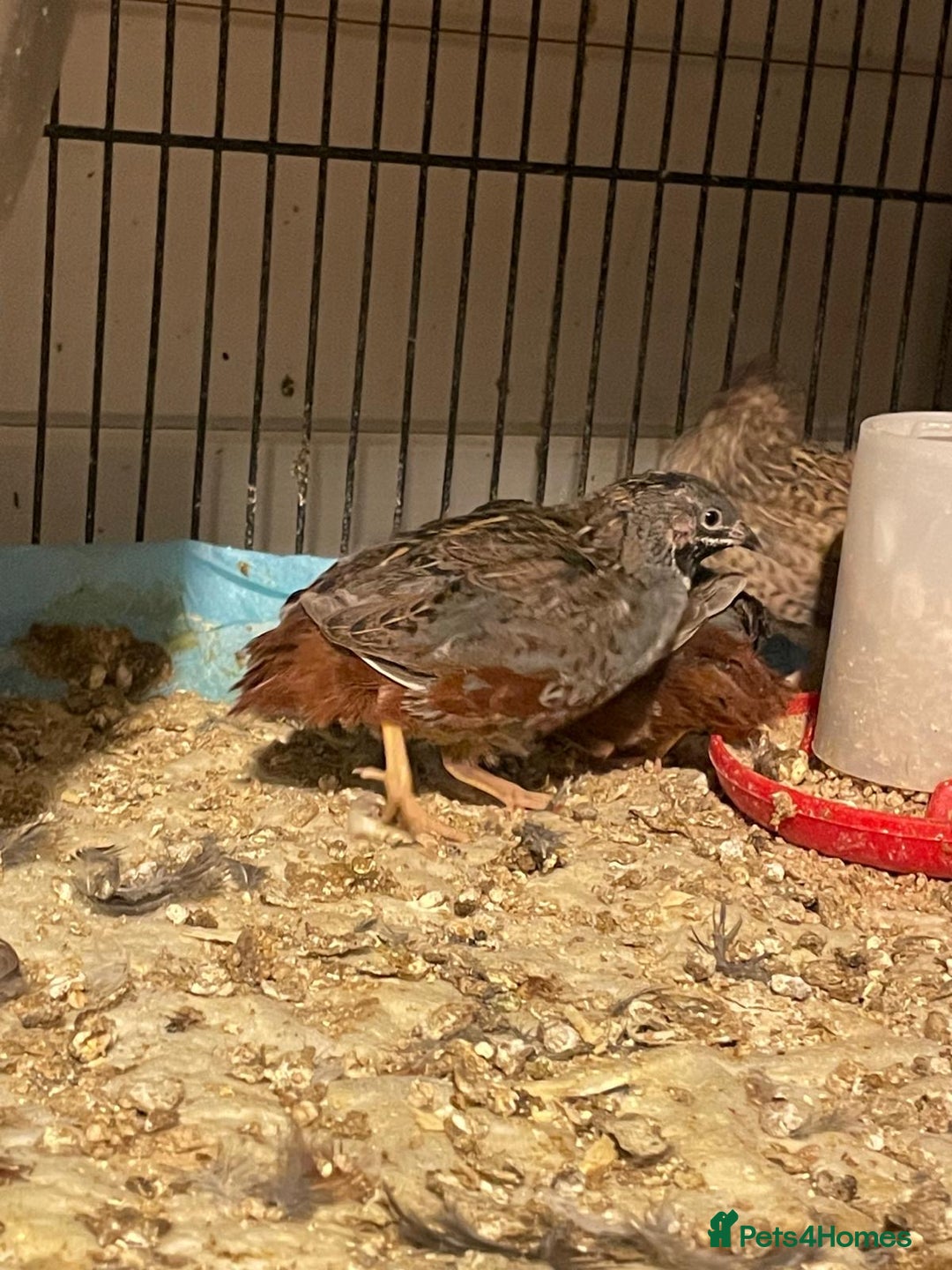 Quail poultry for sale: Chinese painted quails - Advert 2