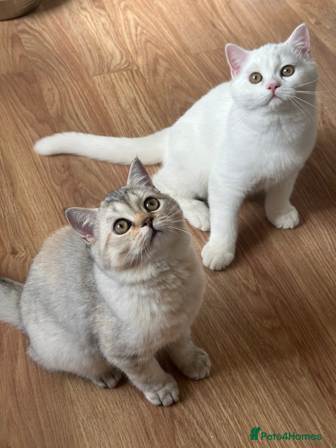 British Shorthair cats for sale: Gorgeous British Longhair & Shorthair Kittens - Image 12
