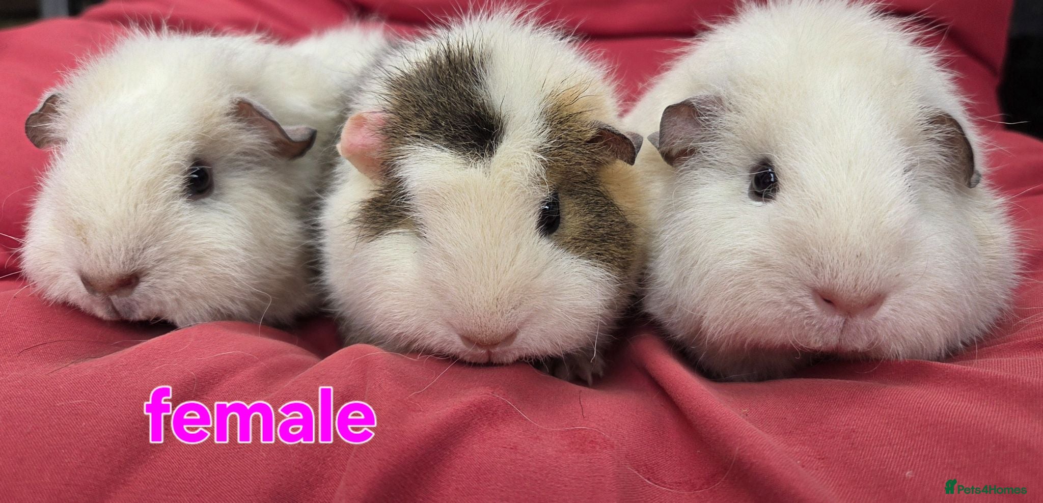 Guinea Pig rodents Pure breed Teddy guineapigs  - Advert 2