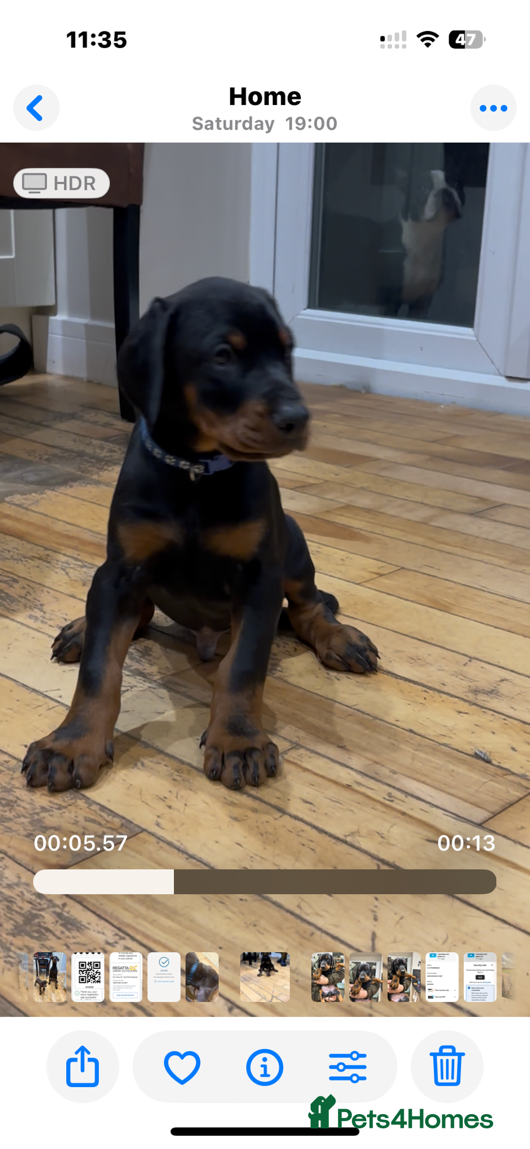 Dobermann dogs for sale: KC champion bloodline Doberman pups  - Advert 8