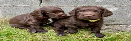 Sprocker dogs for sale: sprocker pups for sale - Advert 5