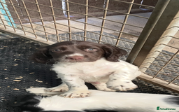 English Springer Spaniel dogs for sale: KC registered Springer Spaniel puppies for sale  - Image 1