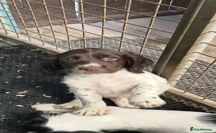 English Springer Spaniel dogs - Advert 3