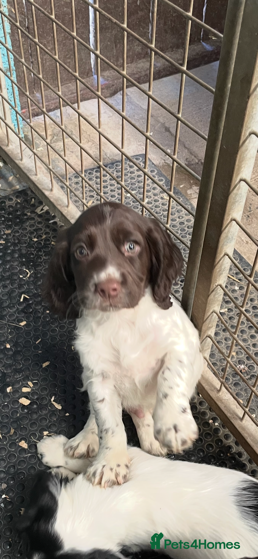 English Springer Spaniel dogs for sale: KC registered Springer Spaniel puppies for sale  - Image 1