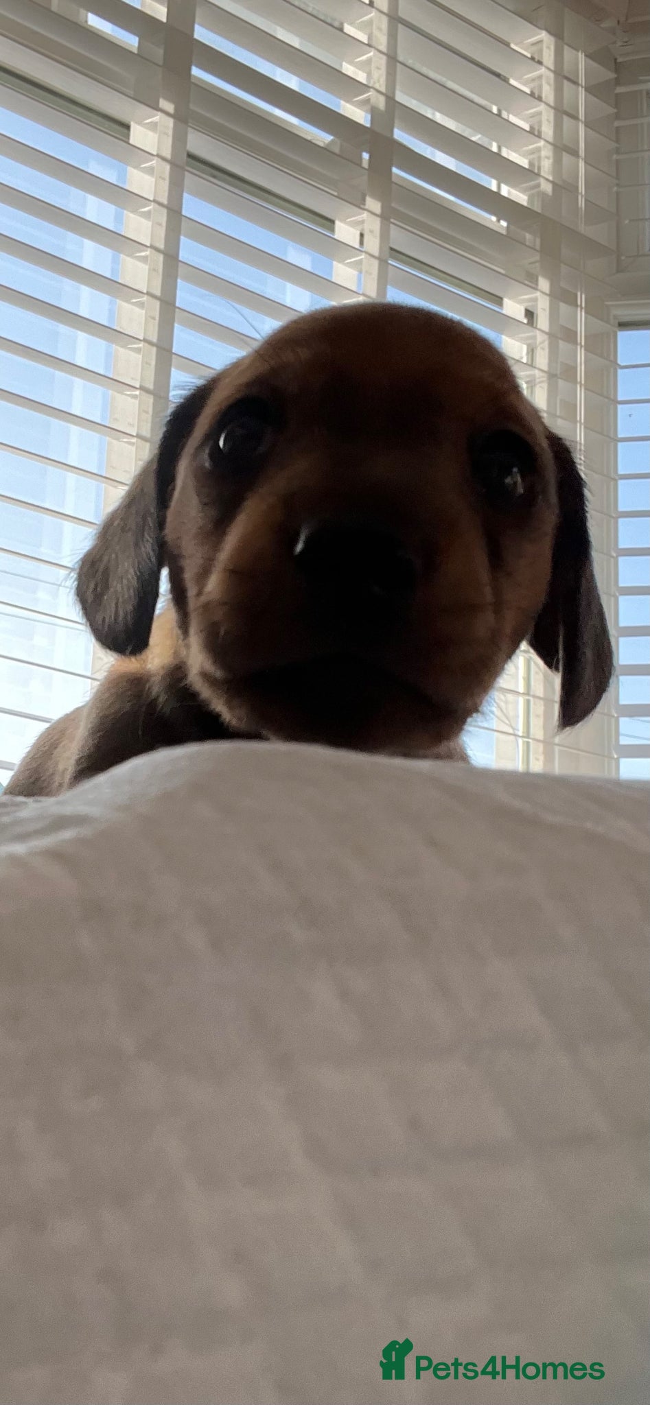 Miniature Dachshund dogs Beautiful litter of 5 - Advert 2
