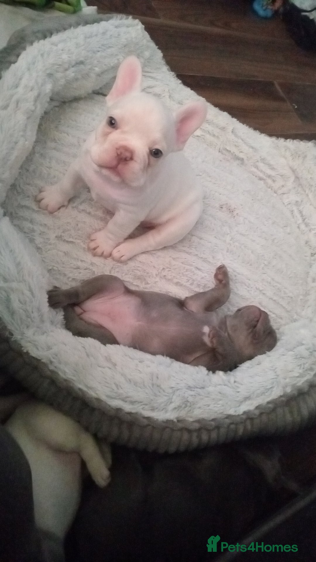 French Bulldog dogs for sale: Beautiful blue an green eyed frenchie puppies  - Image 7