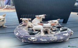 Chihuahua dogs for sale: Chihuahua puppies short coat white/sandy - Image 2