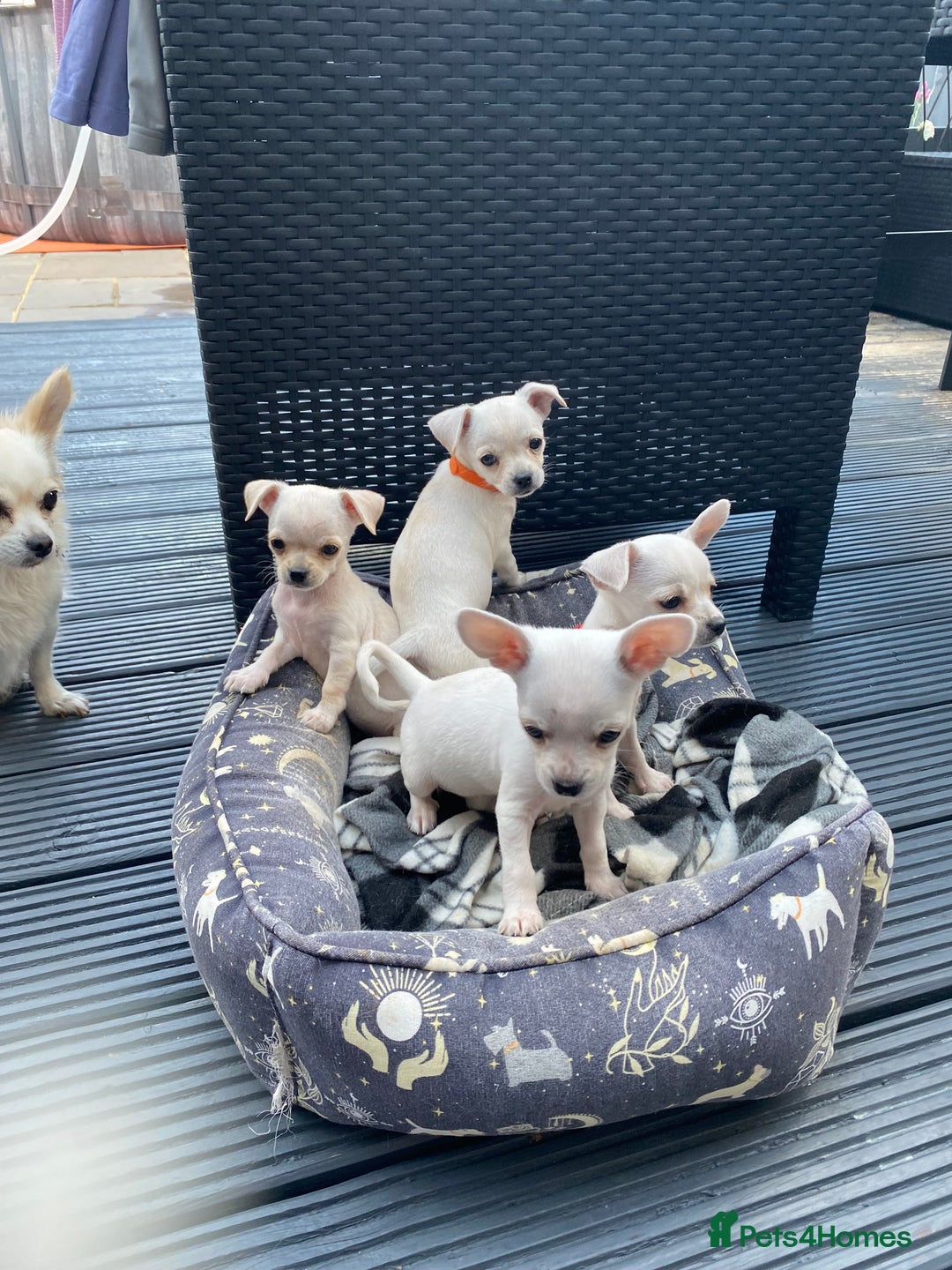 Chihuahua dogs for sale: Chihuahua puppies short coat white/sandy - Image 2