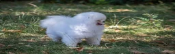 Pomeranian dogs for sale: Handsome boy, as elegant as a white cloud - Advert 4