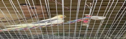 Cockatiels birds for sale: Cockatiels Male and Female - Advert 3