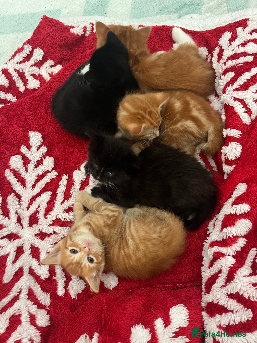 Mixed Breed cats for sale: 5 Beautiful Half-Ragdoll kittens ❤️ - Advert 1