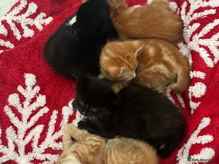 Mixed Breed cats 5 Beautiful Half-Ragdoll kittens ❤️ - Advert 1