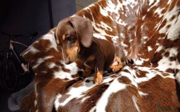 Miniature Dachshund dogs for sale: Gorgeous miniature dachshund puppies - Image 4
