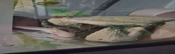 Axolotl reptiles for sale: Juvenile Axolotl x2 in ELY - Advert 1