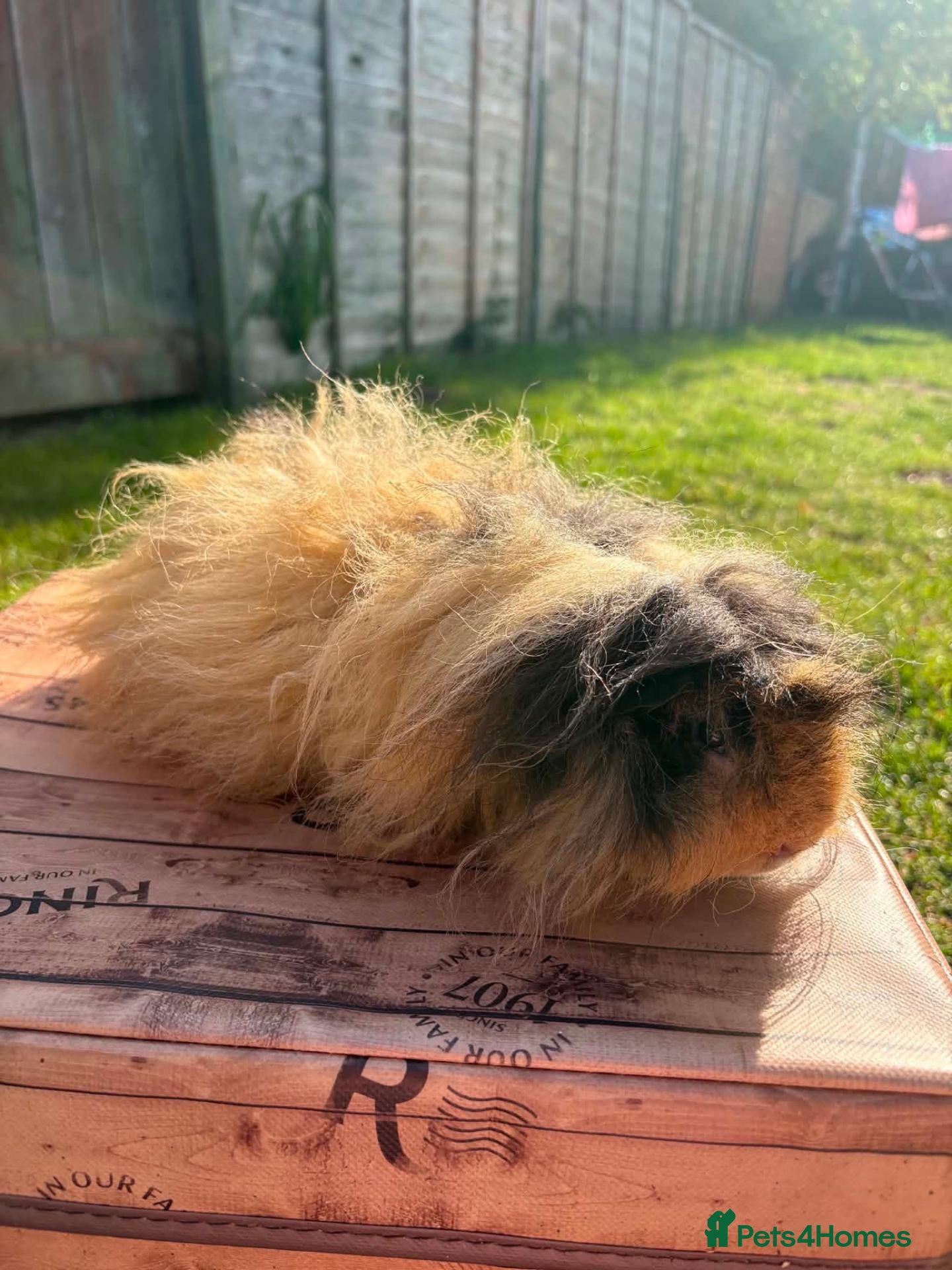 Guinea Pig rodents Lunkarya  - Advert 2