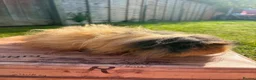 Guinea Pig rodents for sale: Lunkarya  - Advert 13