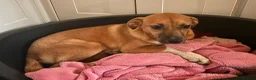 Mixed Breed dogs for adoption: Georgie Porgie 💙 in Dorchester - Advert 5