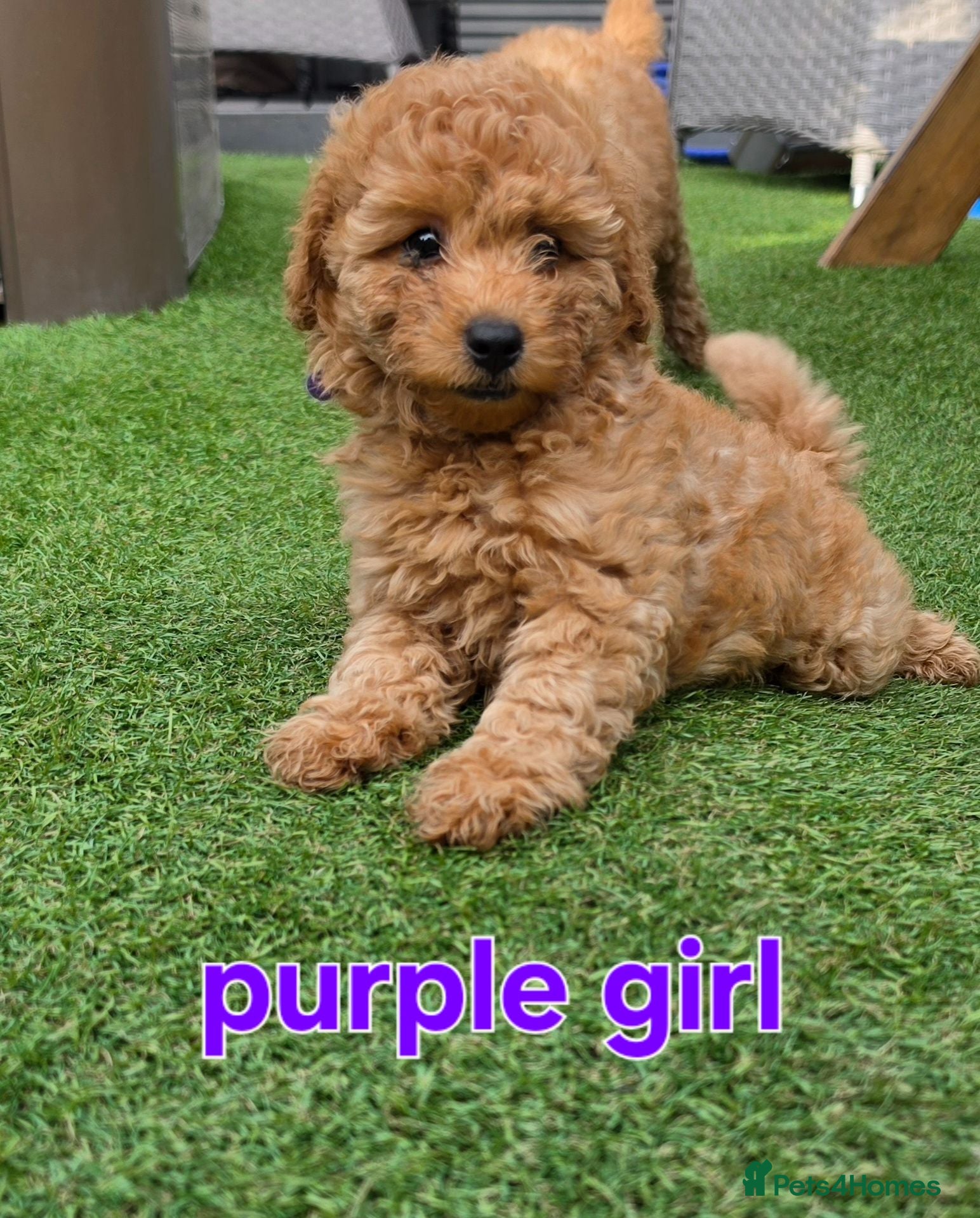 Maltipoo dogs 🐶ready to leave now🐶 4 maltipoo pups left🐶  - Advert 7