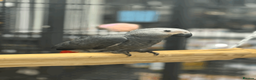 Parrots birds for sale: Gorgeous handreared tame baby African Greys  - Advert 4